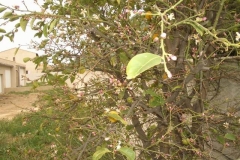 IMGP3201-113