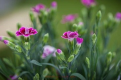 k-img_4958_26613506584_o