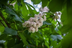 k-img_4970_27186384046_o